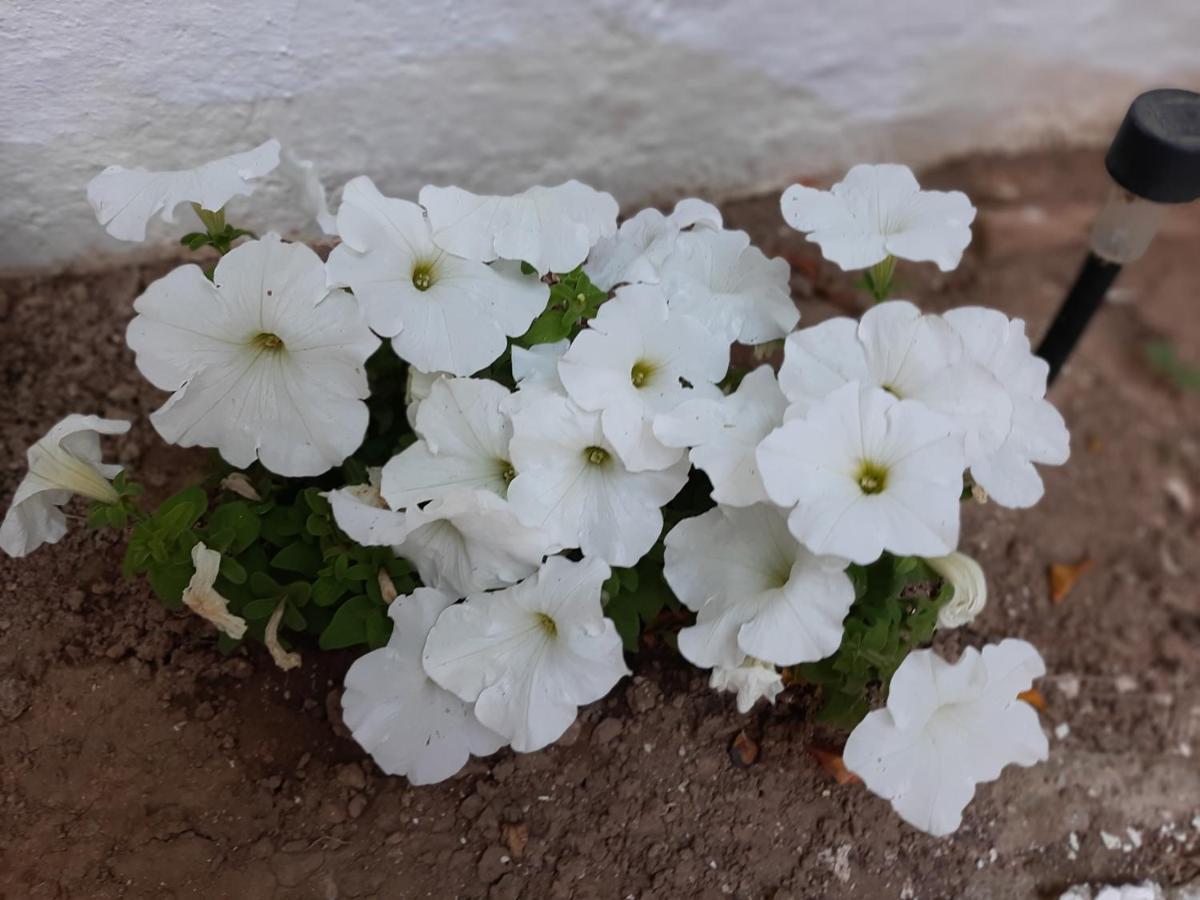 מלון איה גליני Ostria מראה חיצוני תמונה